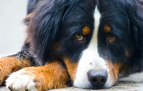 images_013