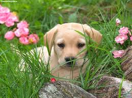 images_022