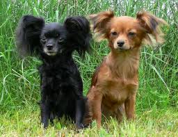 images_020